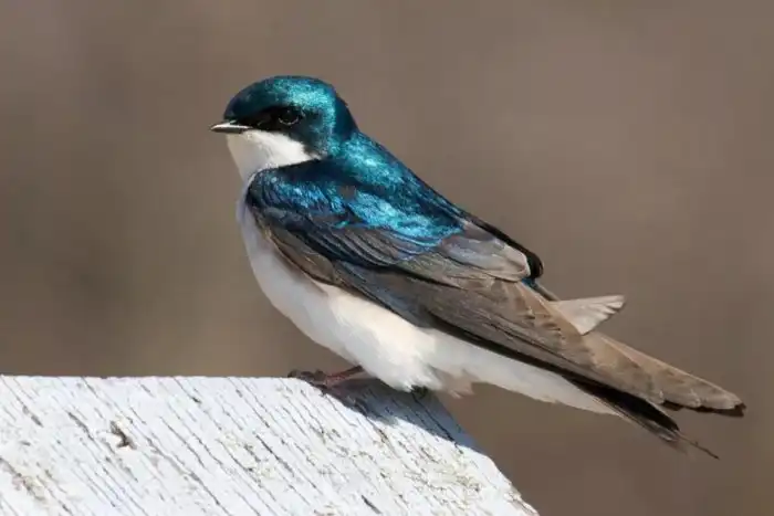 Воронок: Деловой стиль, любовь к «фастфуду», жизнь на лету. Почему городская ласточка так похожа на офисный планктон?