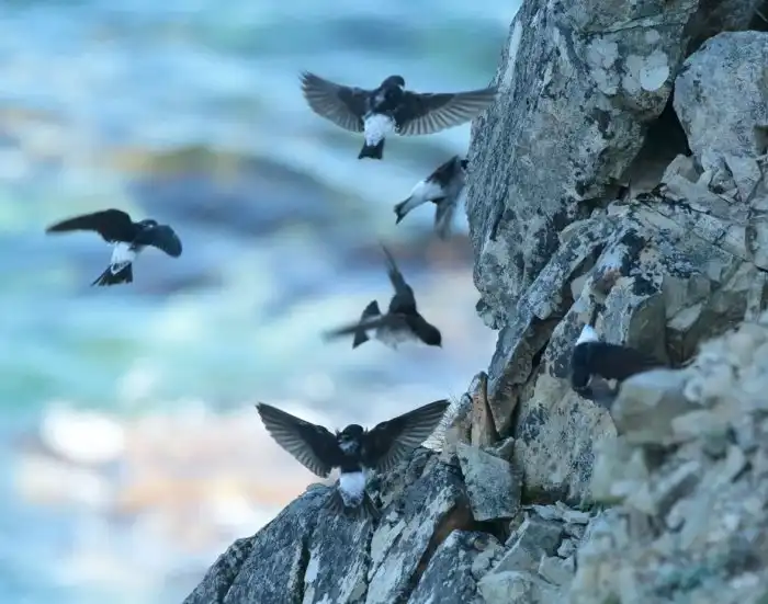 Воронок: Деловой стиль, любовь к «фастфуду», жизнь на лету. Почему городская ласточка так похожа на офисный планктон?