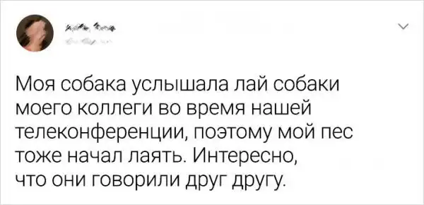 Подборка забавных твитов о домашних питомцах