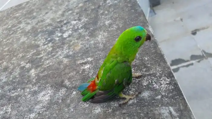 Висячий попугай: Странная птица, которая спит вверх ногами и засовывает листья себе в перья. Зачем она это делает?