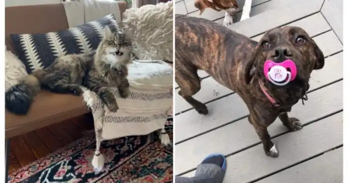 15 весёлых хвостатых, которые идеально развлекут вас