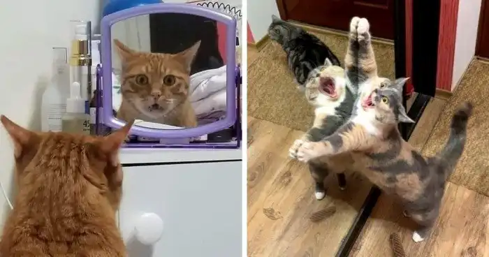 Котики и зеркала — это идеальное сочетание
