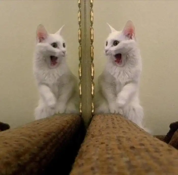 Котики и зеркала — это идеальное сочетание