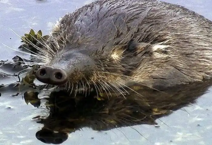 Редкие животные, которых можно встретить только в России. Да и то с большим трудом