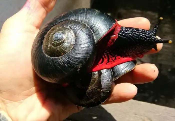 Огненная улитка: Секрет кровавых моллюсков. Тот, кто научится размножать этих слизней в неволе, станет миллионером