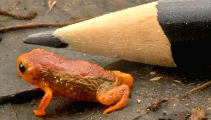 Жаба размером с ноготок светится и выделяет яд