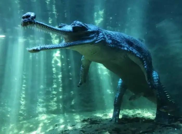 Гавиал: Безопасный крокодил. Кушает только рыбу и отращивает смешной орган на носу