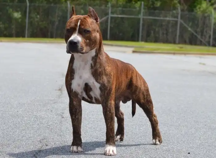 Стаффордширский терьер: Полная противоположность тому, что пишут в гугле. Опыт содержания собаки от моей подруги