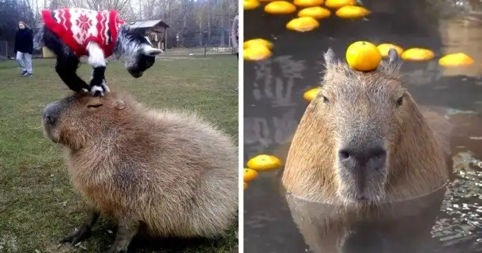 Спокойствие капибар передаётся даже через экран