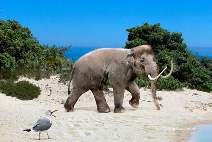 Критский мамонт: Мамонт, который дышал бы вам в пупок. Почему гигантские животные стали такими маленькими на острове?