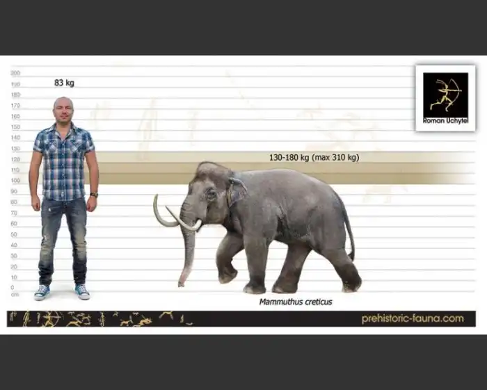 Критский мамонт: Мамонт, который дышал бы вам в пупок. Почему гигантские животные стали такими маленькими на острове?