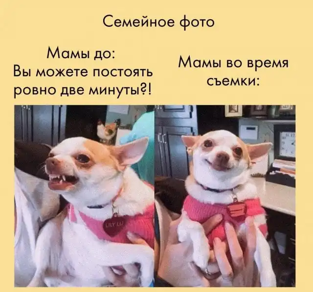 Шутки и мемы из родительских чатов