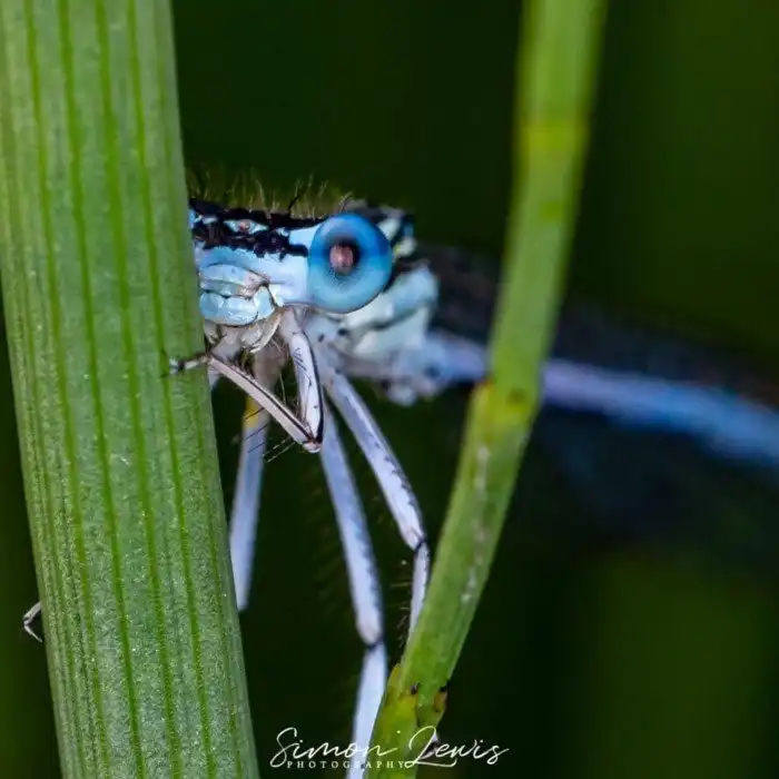 17 макрофотографий нашего удивительного мира