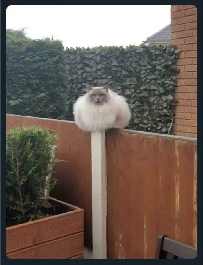 Ну очень крупные штучки!