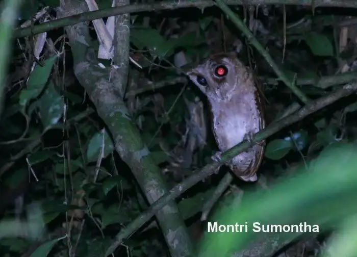 Масковые сипухи: «Кривая» голова и странные формы, но это идеальный костюм для охоты в непроходимых лесах