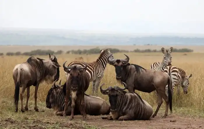 Голубой гну: Собираются в многотысячные стада и совершают особый «танец», который учёные не могут объяснить