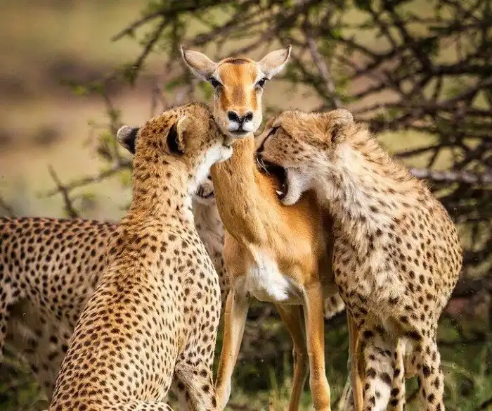 Антилопа-мать пожертвовала собой ради детёнышей. Объясняем, почему эта популярная история — фейк и враньё