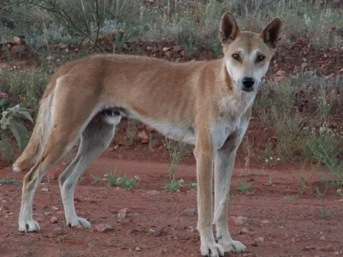 Динго: Собака из двух миров. Они изменили целый континент, а австралийцы панически боятся их до сих пор