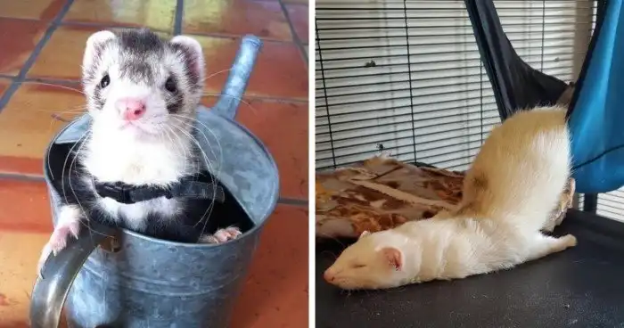 С хорьками скучно не бывает