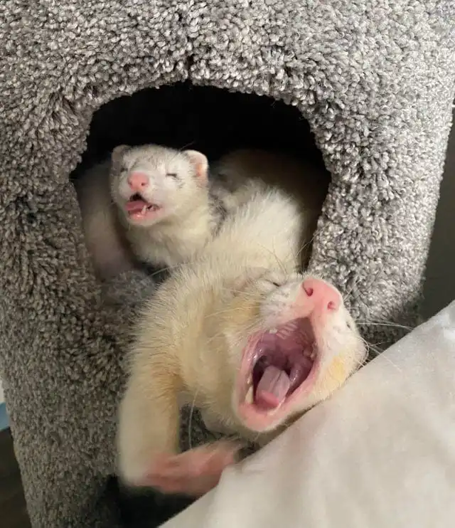 С хорьками скучно не бывает