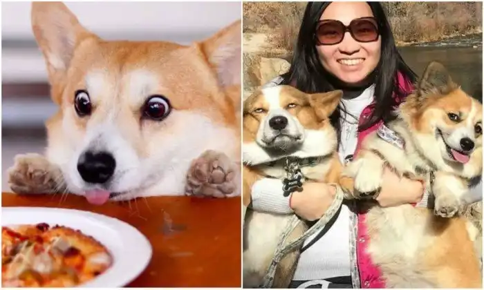 Корги - это сплошная милота!