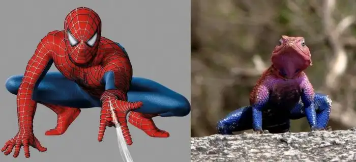 Агама Мванза: Человек-паук от мира рептилий. Ящерица, которая не оставит фанатов равнодушными