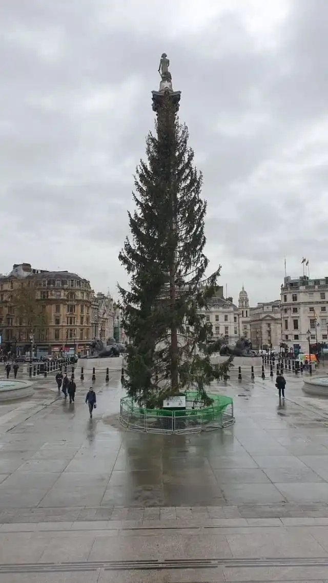 Британцы возмутились очень "скромной" новогодней елкой на Трафальгарской площади