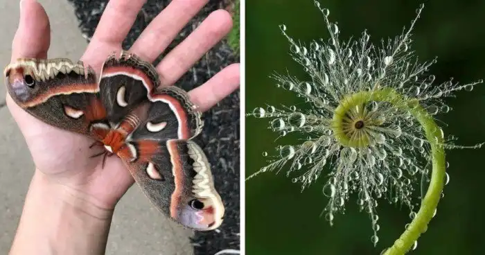 16 случаев, когда природа показала себя как истинный художник