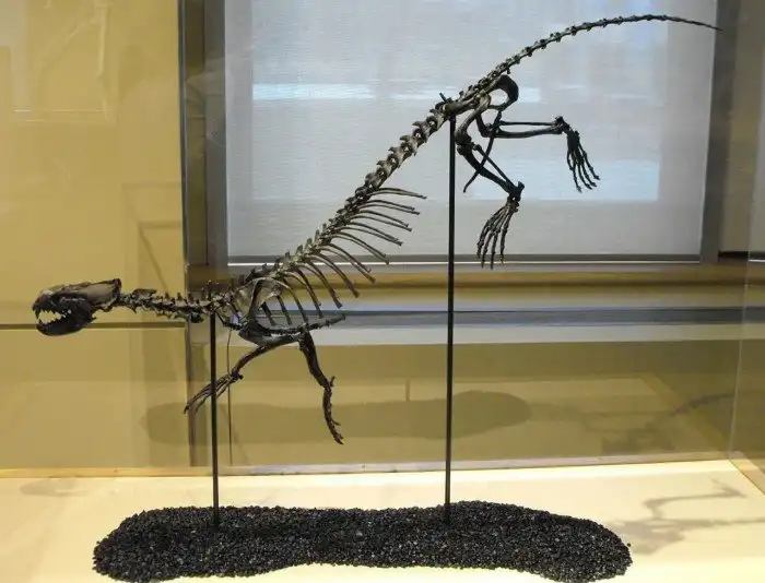 Пуйила: Промежуточное звено между выдрами и тюленями. Зверь внёс жёсткие разногласия в устоявшуюся модель эволюции