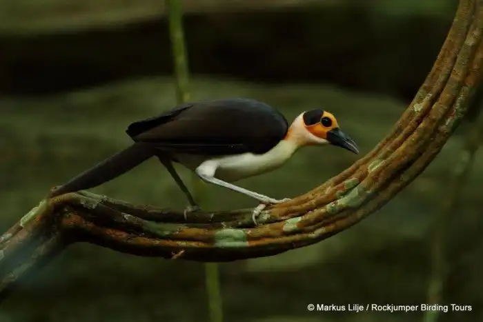 Лысая ворона: Ради жилплощади они идут на крайние меры. Видовая война за лучшее место на скале