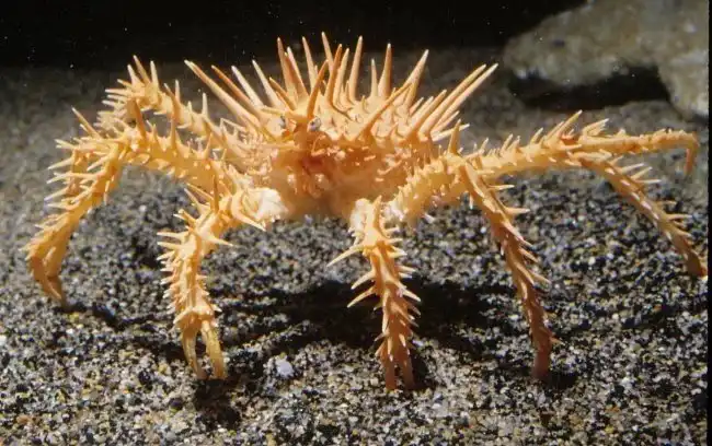 Краб-дикобраз: И хочется и колется. Глубоководный боец неуязвим для обычного хищника