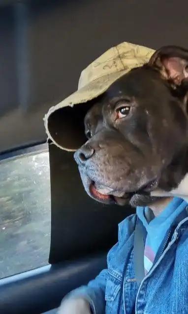 Подборка забавных фотографий, в которые надо вглядеться