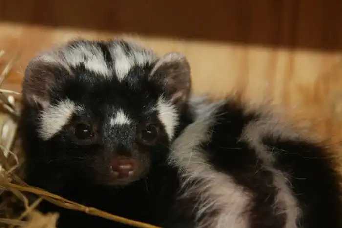 Зорилла: Земляк Медоеда со встроенным «перцовым баллончиком», который пшикает на 4 метра!