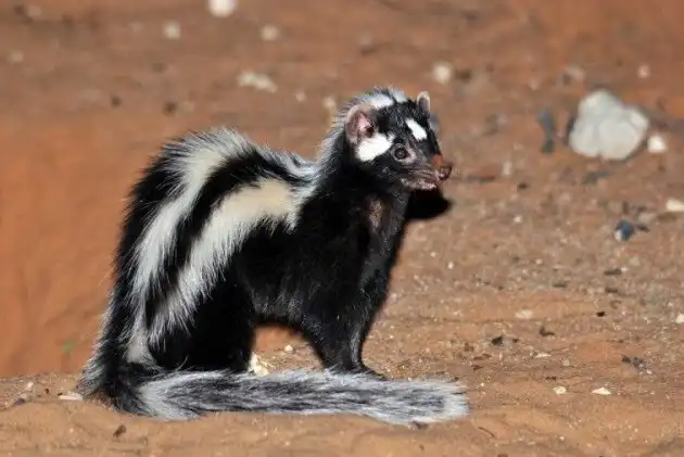 Зорилла: Земляк Медоеда со встроенным «перцовым баллончиком», который пшикает на 4 метра!