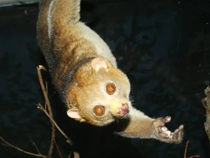 Потто: «Пальцы фрезеровщика» и шипы на шее. Редкий примат с особыми способностями