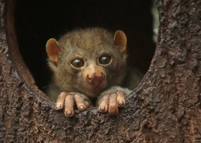 Потто: «Пальцы фрезеровщика» и шипы на шее. Редкий примат с особыми способностями