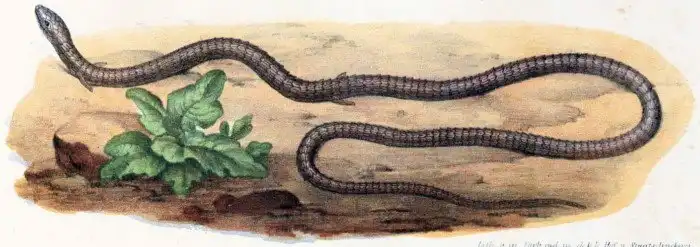 Тетраподофис: Обидная спешка палеонтологов. Необычная ящерица, которую приняли за отца всех змей