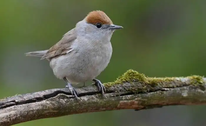 Славка-черноголовка: Птичка из знаменитого лимонада в реальности. Как она живёт?