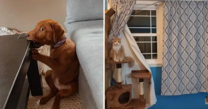 17 питомцев, которые напортачили, но уверены в немедленном прощении