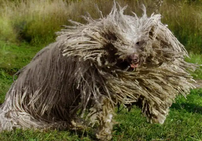 Комондор: Как жить, если ты весь состоишь из дред? Зачем породе такая шерсть, и насколько сложно за ней ухаживать?