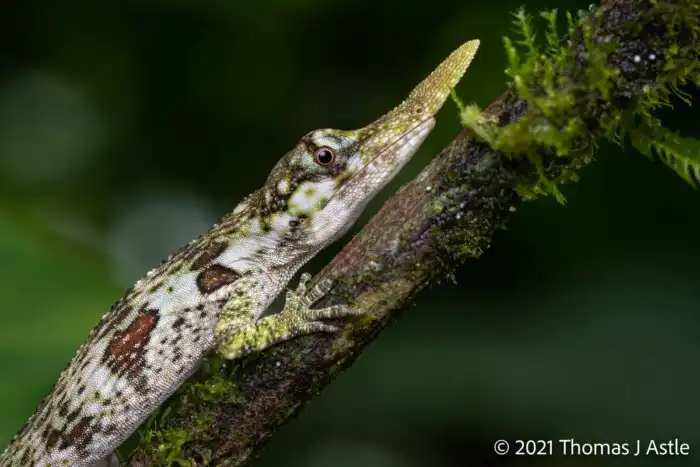 Рогатый анолис: Носатый и редкий с гор Эквадора. Зачем рептилии такой отросток на лице?