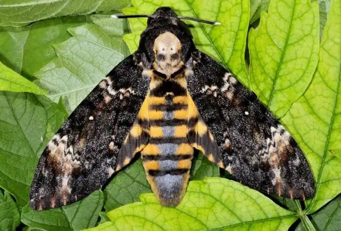 Мёртвая голова: Узор в виде черепа на спине. Эту бабочку считают вестником скорой гибели, но откуда у неё такой рисунок?