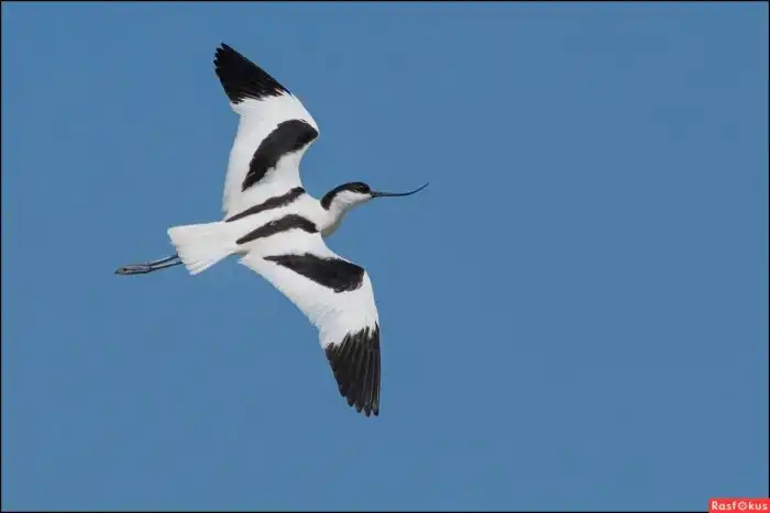 Шилоклювка: Пташка-открывашка. Зачем их клюв торчит вверх?