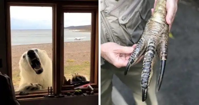 У животного мира есть своя мощная и пугающая сторона