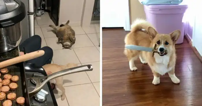 30 случаев, когда питомцы забавно демонстрировали своё желание поесть