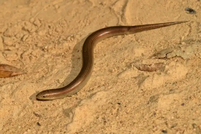 Трёхпалый халцид: Ящерица, которая усердно старается избавиться от конечностей, чтобы стать как змея