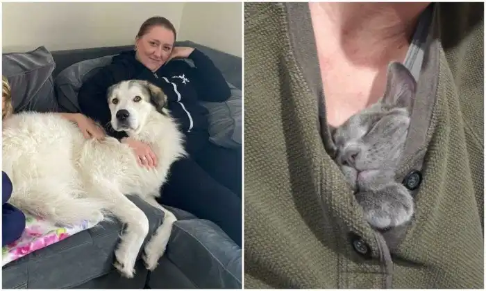 Спасибо, люди: фото животных, которых забрали из приютских стен