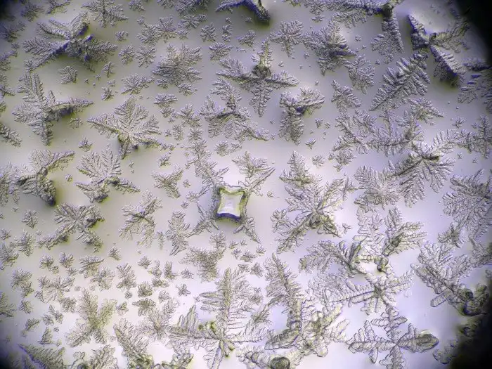 Интересные и необычные вещи под микроскопом