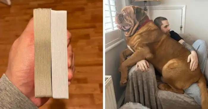 Занимательные снимки с различными сравнениями