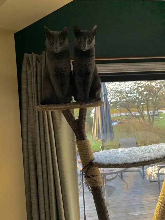 16 снимков питомцев, которые так похожи друг на друга, что у их хозяев явно двоится в глазах